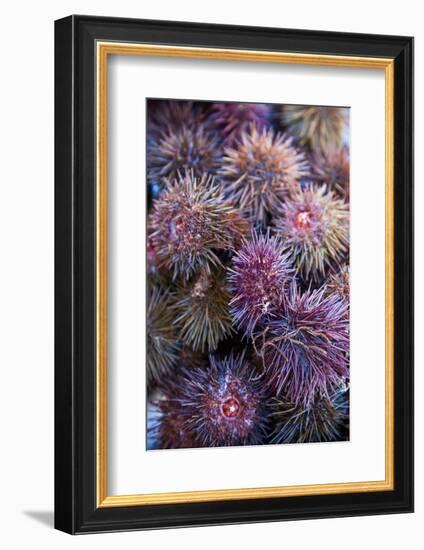 Sea Urchins for sale, Cadiz, Andalusia, Spain-null-Framed Photographic Print