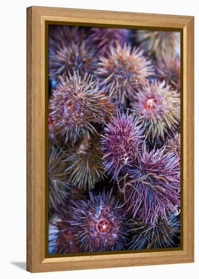 Sea Urchins for sale, Cadiz, Andalusia, Spain-null-Framed Premier Image Canvas