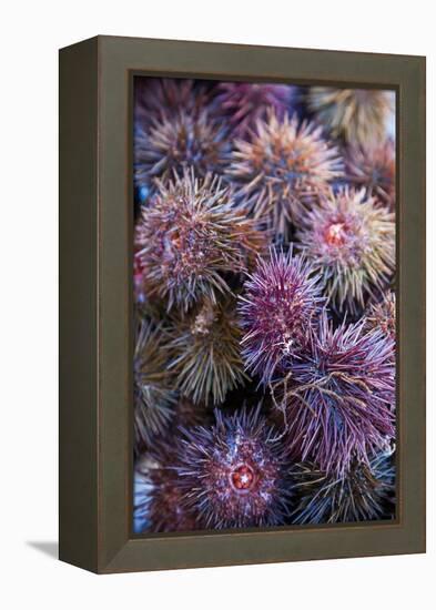 Sea Urchins for sale, Cadiz, Andalusia, Spain-null-Framed Premier Image Canvas