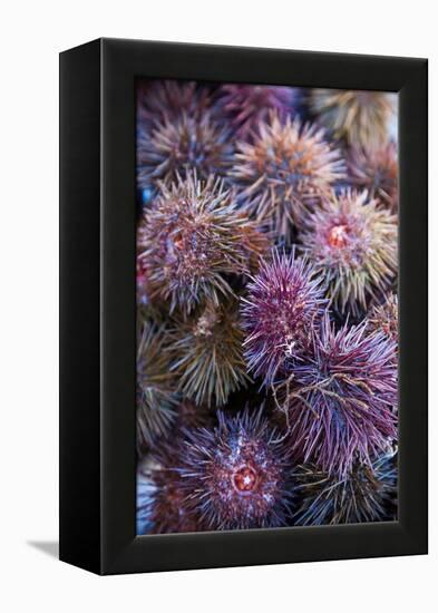 Sea Urchins for sale, Cadiz, Andalusia, Spain-null-Framed Premier Image Canvas