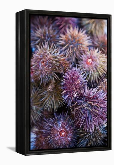 Sea Urchins for sale, Cadiz, Andalusia, Spain-null-Framed Premier Image Canvas