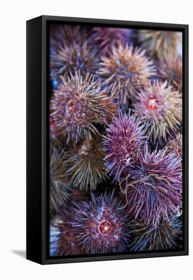 Sea Urchins for sale, Cadiz, Andalusia, Spain-null-Framed Premier Image Canvas