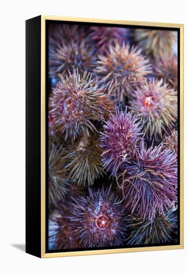 Sea Urchins for sale, Cadiz, Andalusia, Spain-null-Framed Premier Image Canvas