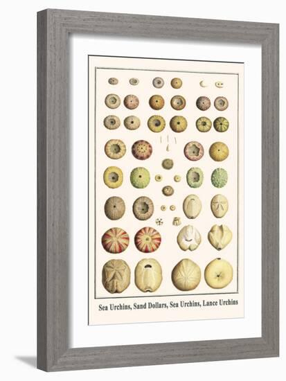 Sea Urchins, Sand Dollars, Sea Urchins, Lance Urchins-Albertus Seba-Framed Art Print