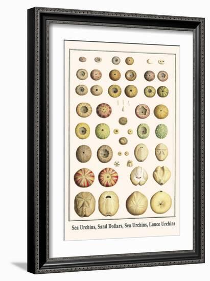 Sea Urchins, Sand Dollars, Sea Urchins, Lance Urchins-Albertus Seba-Framed Art Print