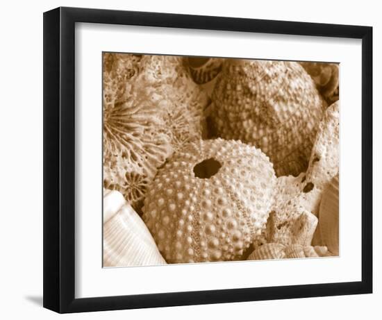 Sea Urchins-null-Framed Art Print