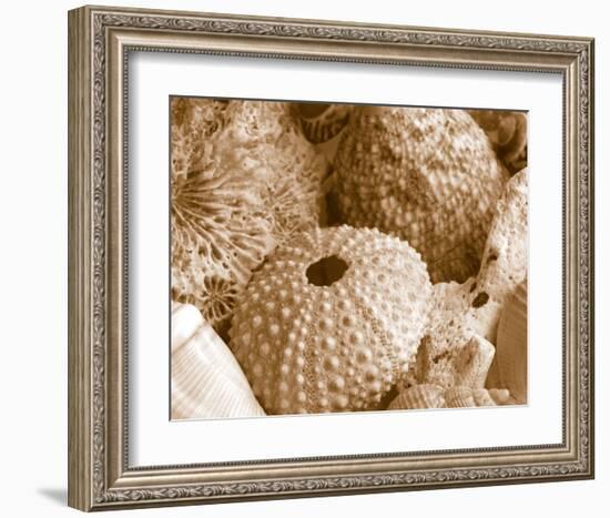 Sea Urchins-null-Framed Art Print