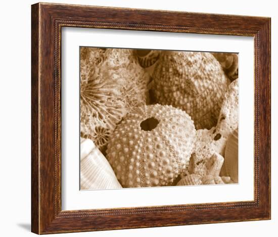 Sea Urchins--Framed Art Print