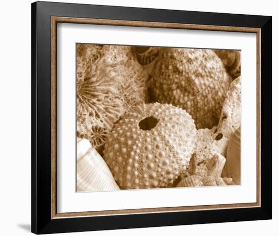 Sea Urchins-null-Framed Art Print