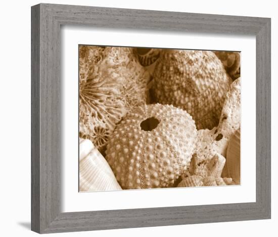 Sea Urchins-null-Framed Art Print