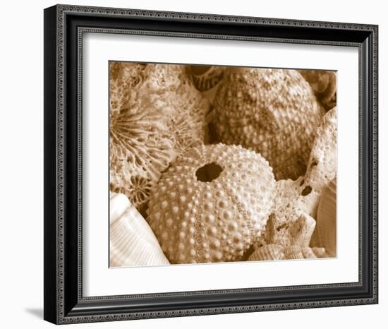 Sea Urchins-null-Framed Art Print