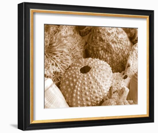 Sea Urchins-null-Framed Art Print