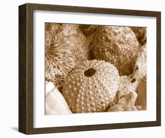 Sea Urchins-null-Framed Art Print
