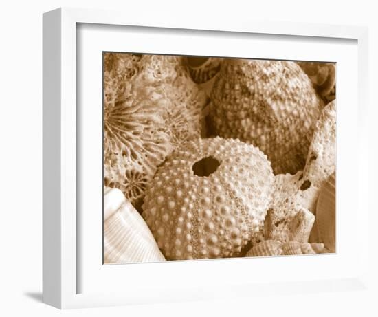 Sea Urchins-null-Framed Art Print