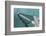 Sea, Water, Fishing Boat, Net-Catharina Lux-Framed Photographic Print