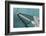 Sea, Water, Fishing Boat, Net-Catharina Lux-Framed Photographic Print