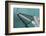 Sea, Water, Fishing Boat, Net-Catharina Lux-Framed Photographic Print