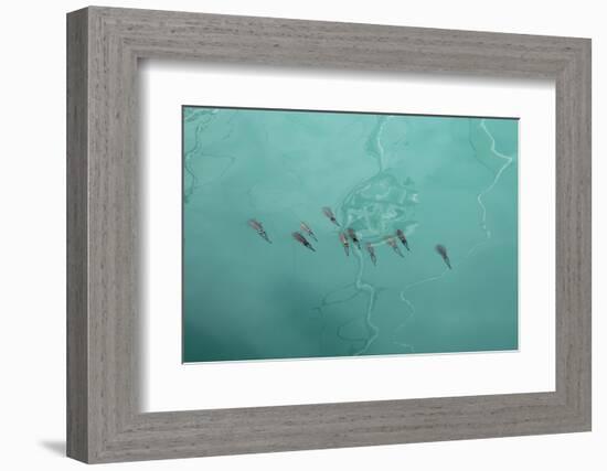 Sea, Water, Swimming Squids-Catharina Lux-Framed Photographic Print