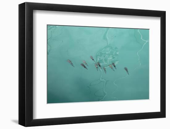 Sea, Water, Swimming Squids-Catharina Lux-Framed Photographic Print