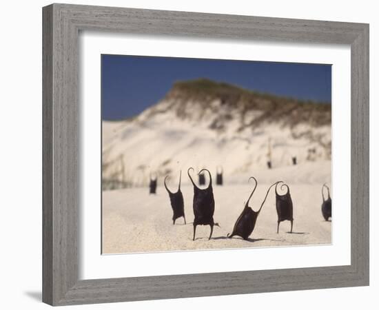 Sea Weed Pods on the Beach at Martha's Vineyard-Alfred Eisenstaedt-Framed Photographic Print