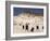 Sea Weed Pods on the Beach at Martha's Vineyard-Alfred Eisenstaedt-Framed Photographic Print