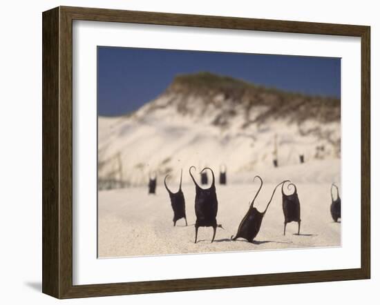 Sea Weed Pods on the Beach at Martha's Vineyard-Alfred Eisenstaedt-Framed Photographic Print