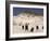 Sea Weed Pods on the Beach at Martha's Vineyard-Alfred Eisenstaedt-Framed Photographic Print