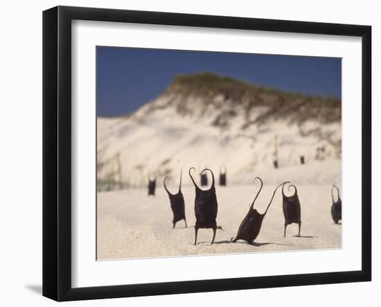 Sea Weed Pods on the Beach at Martha's Vineyard-Alfred Eisenstaedt-Framed Photographic Print