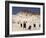 Sea Weed Pods on the Beach at Martha's Vineyard-Alfred Eisenstaedt-Framed Photographic Print