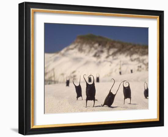 Sea Weed Pods on the Beach at Martha's Vineyard-Alfred Eisenstaedt-Framed Photographic Print