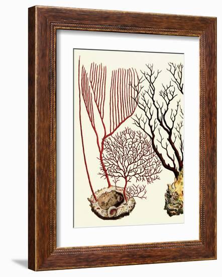 Sea Whip, Coral, Cabinet of Natural Curiosities (1734-1765)-Albertus Seba-Framed Art Print