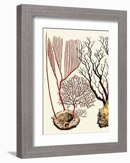 Sea Whip, Coral, Cabinet of Natural Curiosities (1734-1765)-Albertus Seba-Framed Art Print