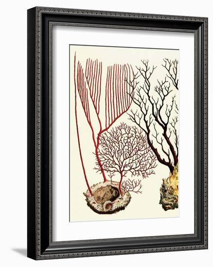 Sea Whip, Coral, Cabinet of Natural Curiosities (1734-1765)-Albertus Seba-Framed Art Print