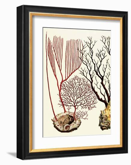 Sea Whip, Coral, Cabinet of Natural Curiosities (1734-1765)-Albertus Seba-Framed Art Print