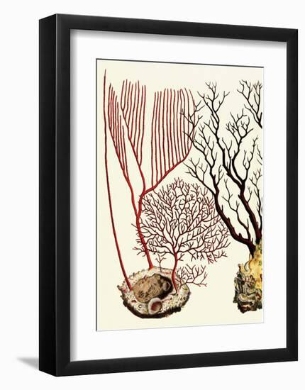 Sea Whip, Coral, Cabinet of Natural Curiosities (1734-1765)-Albertus Seba-Framed Art Print