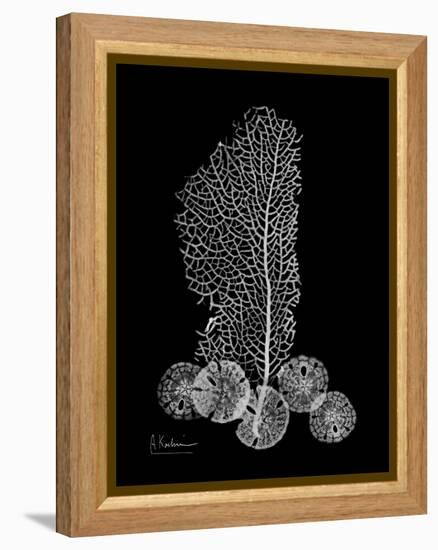 Sea Xray-Albert Koetsier-Framed Stretched Canvas