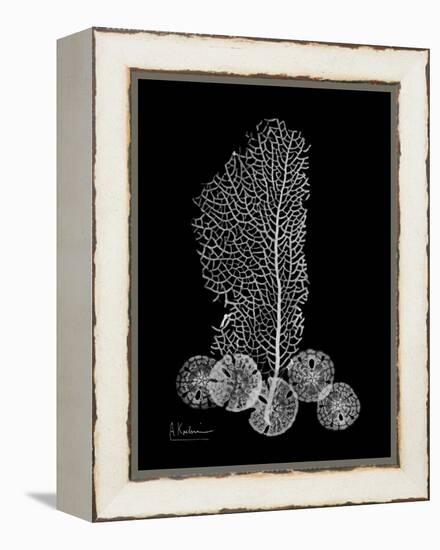 Sea Xray-Albert Koetsier-Framed Stretched Canvas