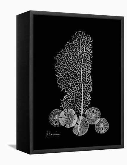 Sea Xray-Albert Koetsier-Framed Stretched Canvas