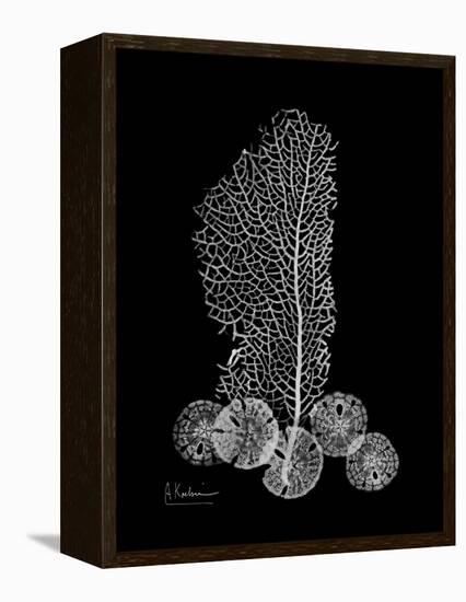 Sea Xray-Albert Koetsier-Framed Stretched Canvas