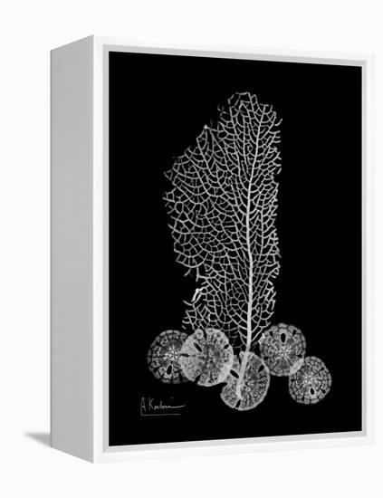 Sea Xray-Albert Koetsier-Framed Stretched Canvas