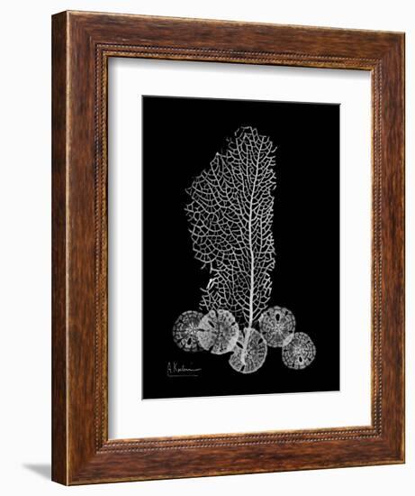 Sea Xray-Albert Koetsier-Framed Premium Giclee Print