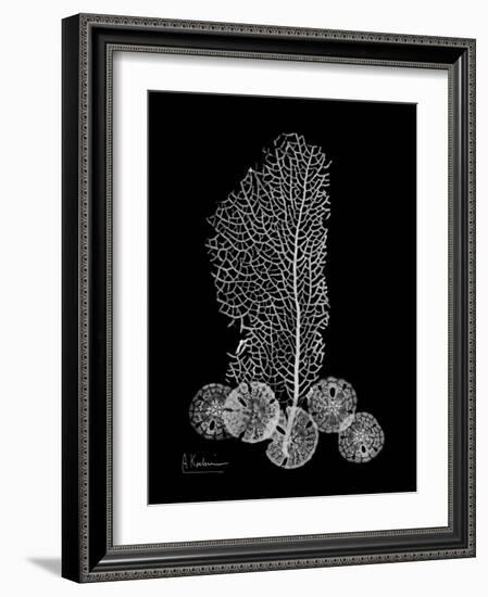 Sea Xray-Albert Koetsier-Framed Premium Giclee Print