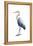 Seabird Heron I-Grace Popp-Framed Stretched Canvas