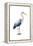 Seabird Heron II-Grace Popp-Framed Stretched Canvas