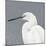 Seabird Thoughts 1-Norman Wyatt Jr^-Mounted Premium Giclee Print