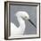 Seabird Thoughts 2-Norman Wyatt Jr.-Framed Art Print