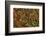 Seafood Chili are Exposed in the Streets of Darjeeling-Roberto Moiola-Framed Photographic Print