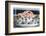 Seafood in outdoor market, Nice, Cote d'Azur, France-Jim Engelbrecht-Framed Photographic Print