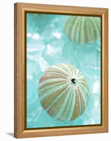 Seaglass 4-Alan Blaustein-Framed Premier Image Canvas