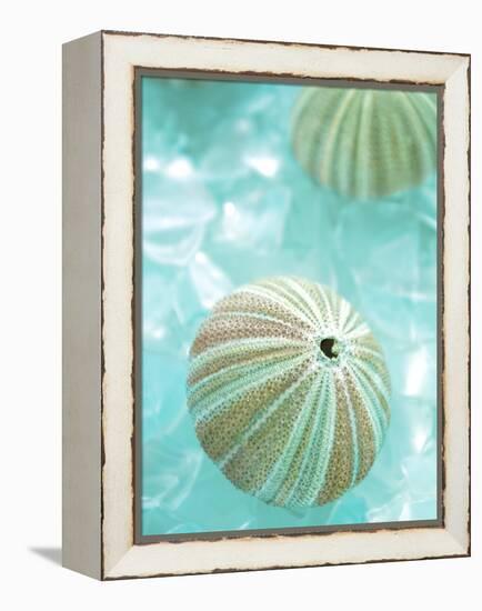 Seaglass 4-Alan Blaustein-Framed Premier Image Canvas